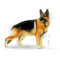 Royal Canin German Shepherd Adult - Német Juhász felnőtt kutya száraz táp #9