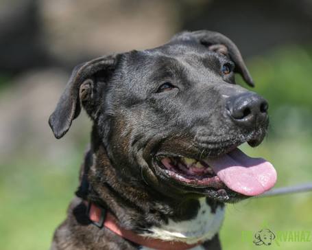 Zara, 12 éves, 58 cm magas, leány kutya