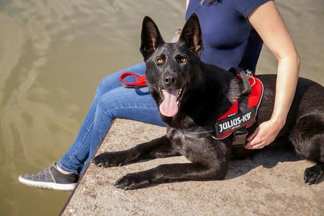 Julius-K9 IDC powAIR légáteresztő kutyahám piros színben