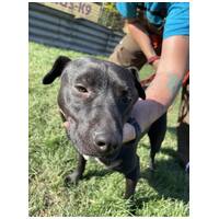 Nicole, egy éves, szuka #6