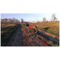 Ariell, 12 éves, 47 cm magas, lány kutya #15