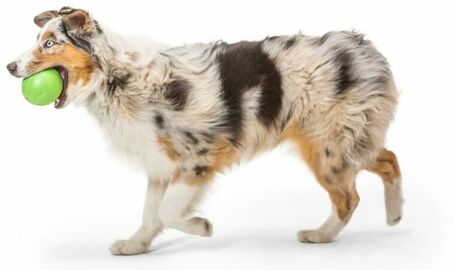 West Paw Rando - Üreges, össze-vissza pattogó labda