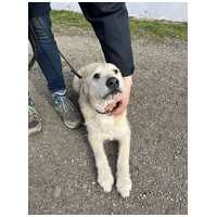 Sziszike, 8 éves, ivartalanított szuka kutyus #2