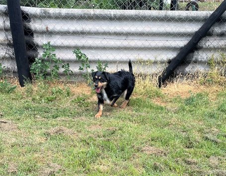 Oli, 2 éves, 47 cm magas, kan