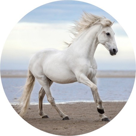 Immunrendszer erősítő lovaknak