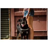 Marcell, 5 éves kan #7