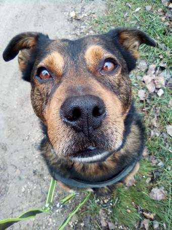 Wilson, 6 éves, 48 cm magas, kan