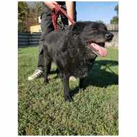 Cseni, 5 éves kan #4