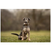 Kópé, 5 éves, 50 cm magas, kan #5