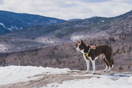 Yutipet RnD párnázott biztonsági kutyahám (Kék)