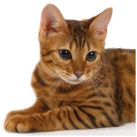 Pro-Nutrition Protect Cat Urinary #3