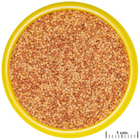 JBL ProNovo Color Grano színfokozó granulátum (Click) #7