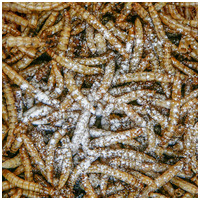 Sera Reptimineral C - Hüllő vitamin és ásványi anyag por #2