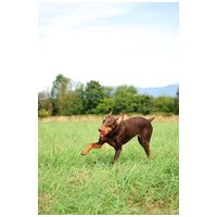 Chuckit! Ultra Ball - Az Elnyűhetetlen gumilabda kutyáknak #6