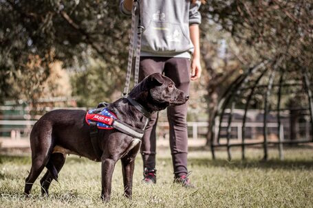 Nicole, egy éves, szuka