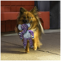 Kong Floppy Knots állatfigurák #4