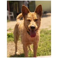 Titusz, 1 éves, 50 cm magas, kan #11