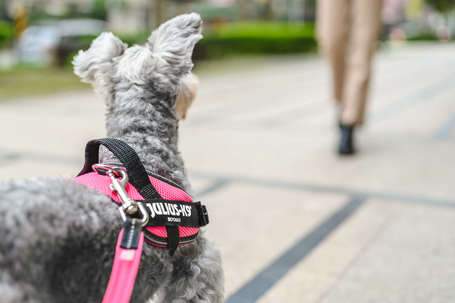 Julius-K9 IDC powAIR légáteresztő rózsaszín kutyahám