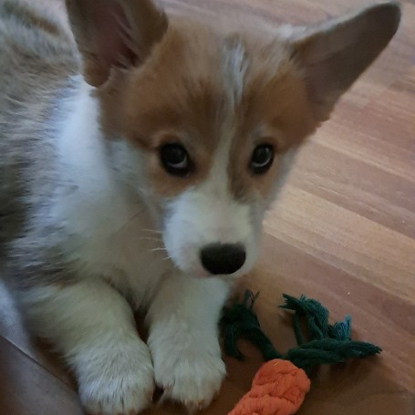 Taz