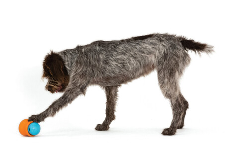 West Paw Toppl - Jutalomfalattal tölthető kutyajáték