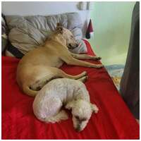 Floren, 3 éves ivartalanított szuka #12