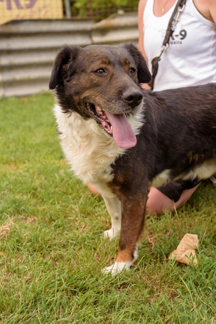 Toby, négy éves, kan