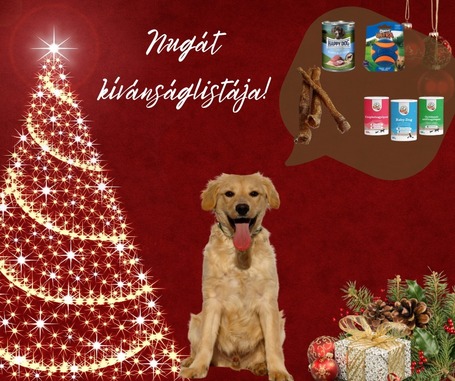 Nugát, 5 hónapos keverék fiúcska