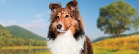 Belcando alutasak vadhússal, kölessel és vörös áfonyával