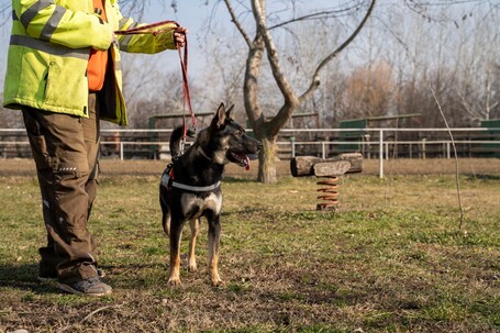 Hektor, kan kutyus gazdit keres