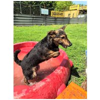 Günter, fél éves, kan #4