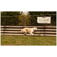 Petra, két éves, 45 cm magas, szuka #5