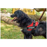 Tappancs, két éves kan #4