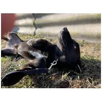 Csokoládé, négy éves, kan #2