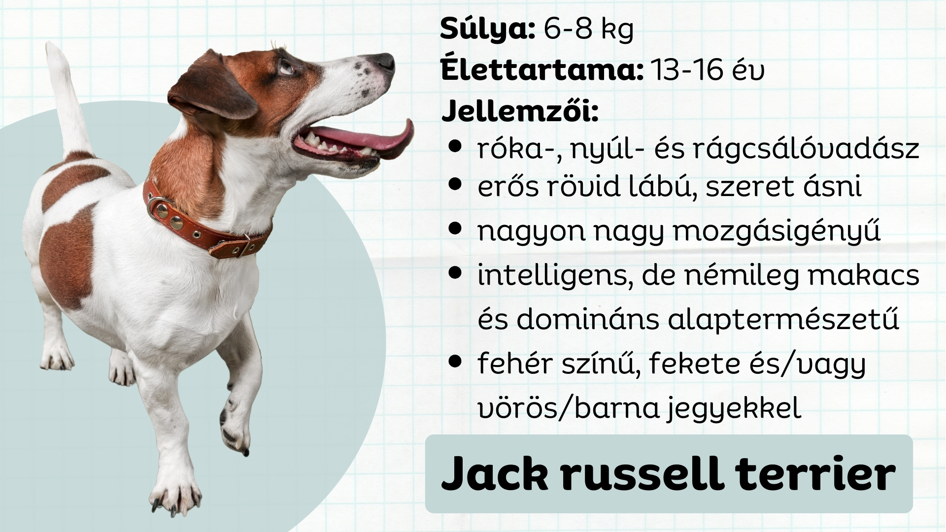 Jack russell terrier jellemzői