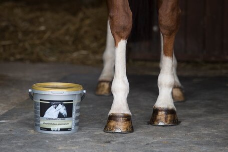 Equistro Chrysanphyton pellet savós patairha-gyulladás és patahenger gyulladás kezelésére