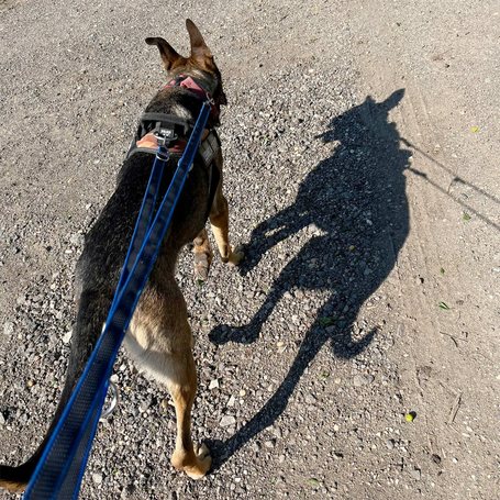 Kajla, 4 éves, 65 cm magas, kan