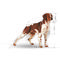 Royal Canin Medium Adult - Közepes testű felnőtt kutya száraz táp