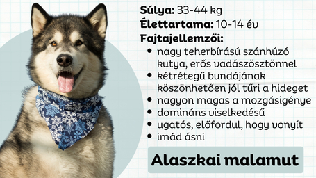 Alaszkai malamut, az elbűvölő szánhúzó kutya