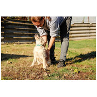 Nugát, 5 hónapos keverék fiúcska #4