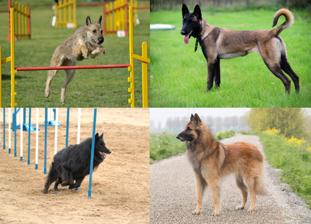 Belga juhászkutya fajták: malinois, groenendael, tervuren, laekenois