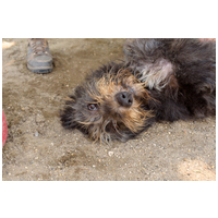 Kócos, 1 éves, kan #6