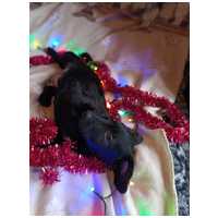 Oszi, kölyök kutyus, kan #3