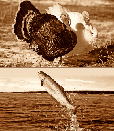 Ambrosia Dog Grain Free Senior, Light & Sterilized