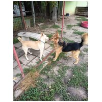 Sajó, 7 éves ivartalanított németjuhász keverék kan #2