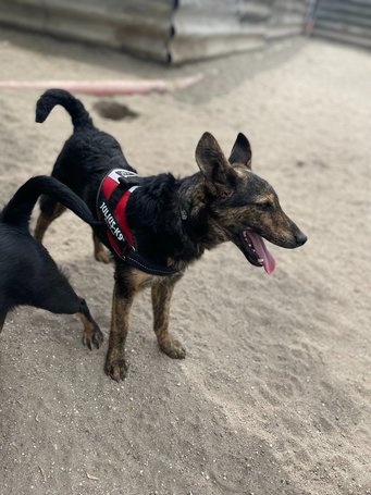 Günter, fél éves, kan