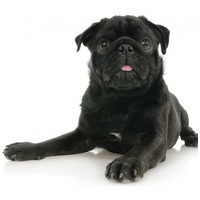 Pro-Nutrition Prestige Adult Medium & Maxi Light/Sterilised #10