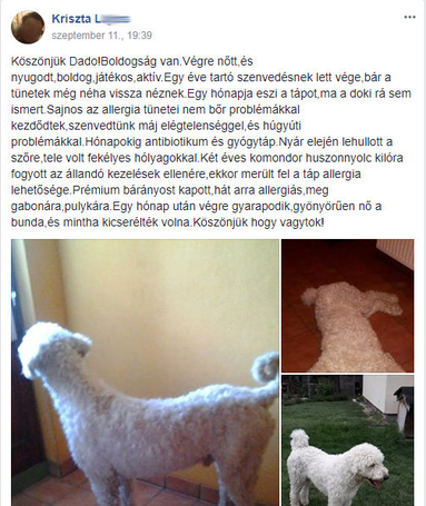 Dado Hypoallergenic Puppy Mini Fish & Rice | Hipoallergén halas táp kistestű kölyökkutyáknak