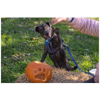 Sally, 7 éves, 34 cm magas, szuka #3