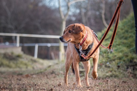 Misi, ivartalanított kan