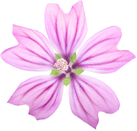 Biogance My Puppy Shampoo - Kölyökkutya sampon